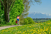 Woman cycling, dandelion meadow in the foreground, Alps in the background, Waginger See, Benediktradweg, Upper Bavaria, Bavaria, Germany