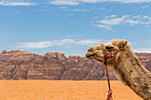 Camel in the Wadi Rum desert in Jordan