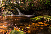 Ein kleiner Wasserfall im Wald, herbstlich gefärbtes Laub, Ysperklamm, Niederösterreich, Österreich