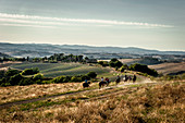 Group with riders riding, Buonconvento, Tuscany, Italy