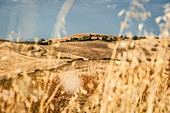 Hügellandschaft mit sonnenverbrannten Feldern im Hochsommer, Buonconvento, Toskana, Italien