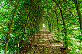 Leaf walk on the way to the beach