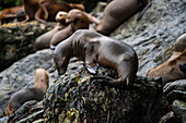 South American (also Patagonian) sea lions (Otaria flavescens) rest on the rocks near the glacier, Garibaldi Glacier, near Beagle Channel, Alberto de Agostini National Park, Magallanes y de la Antartica Chilena, Patagonia, Chile, South America