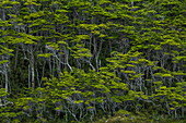Detail des typischen windgepeitschten Waldes, der an den steilen Hängen nahe dem Garibaldi-Gletscher wächst, nahe Beagle-Kanal, Alberto de Agostini-Nationalpark, Magallanes y de la Antartica Chilena, Patagonien, Chile, Südamerika