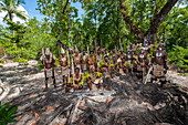 A group of people in traditional costume pauses from a folklore presentation for a group photo that is used for visiting tourists, Nendo Island, Santa Cruz Islands, Solomon Islands, South Pacific