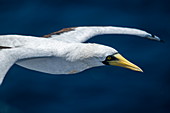 A masked gannet (Sula dactylatra) flies next to an expedition cruise ship at sea, near Colombia, Caribbean