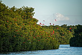 Eine Gruppe Scharlach-Ibisse (Eudocimus ruber) zwischen Mangroven, Caroni Vogelschutzgebiet, Trinidad, Trinidad und Tobago, Karibik