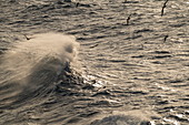 A strong wind catches the spray of a wave while seabirds fly over the sea, Atlantic Ocean, near Panama, Central America
