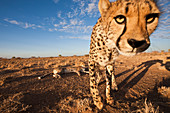 Männliche junge Geparde, Acinonyx jubatus, Kalahari Becken, Namibia