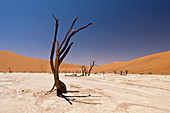 Dead acacia trees in Deadvlei, Namib Naukluft Park, Namibia