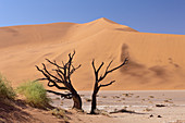 Dead acacia trees in Hiddenvlei, Namib Naukluft Park, Namibia