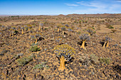 Impressions from the quiver tree forest, Aloidendron dichotomum, Keetmanshoop, Namibia