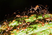 Ants on a cocoa fruit, Formicidae, Kimbe Bay, New Britain, Papua New Guinea