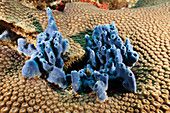 Blue sea sponge in the reef, Porifera, Kimbe Bay, New Britain, Papua New Guinea