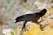 Black snail, Chelidonura inornata, Kimbe Bay, New Britain, Papua New Guinea