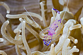 Partner shrimp in Anemone, Periclimenes tosaensis, Kimbe Bay, New Britain, Papua New Guinea