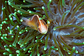 Collared clownfish in sea anemone, Amphiprion perideraion, Kimbe Bay, New Britain, Papua New Guinea