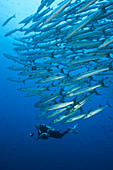 Shoal of darkfin barracudas, Sphyraena qenie, Kimbe Bay, New Britain, Papua New Guinea