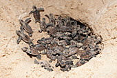 Hawksbill turtles hatch, Eretmochelys imbricata, New Ireland, Papua New Guinea