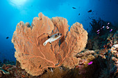 Schwarzfleck-Kugelfisch vor Gorgonie, Arothron nigropunctatus, New Ireland, Papua Neuguinea