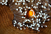 Orange marigold anemonefish, Amphiprion ocellaris, New Ireland, Papua New Guinea