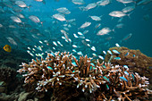 Teal Chromis over coral reef, Chromis viridis, New Ireland, Papua New Guinea