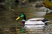 France, Doubs, Mallard (Anas platyrhynchos), Male