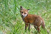 France, Doubs, red fox (Vulpes vulpes), fox in a meadow near the forest