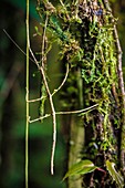France, Guyana, French Guyana Amazonian Park, heart area, Mount Itoupe, rainy season, swinging stick insect to mimic the movement of vines on a mossy trunk in forest summit clouds (830 m)