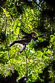 Frankreich, Guayana, Amazonaspark Französisch-Guyana, Kerngebiet, Camopi, Rotgesichtklammeraffe (Ateles paniscus) im Kronendach, auf dem Berg Itoupé (830 m), dem zweithöchsten Gipfel in Französisch-Guayana, im Tafelgebirge, das bis hinunter zum Nebelwald besondere Ökosysteme aufweist, deren Untersuchung Indikatoren für den globalen Klimawandel liefern wird.