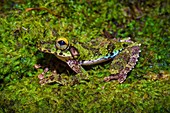 France, Guyana, French Guyana Amazonian Park, heart area, Mount Itoupe, rainy season, frog (Osteocephalus helenae) camouflaged on a foam pit
