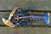 France, Finistere, Morlaix Bay, Carantec, blue lobster