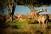 France, Moselle, Rhodes, Sainte Croix wildlife park, deer (Cervus elaphus) male during the period of belling
