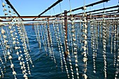 France, Herault, Sete, Etang de Thau, oysters