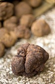 France, Vaucluse, Monteux, The Ventoux Truffle, weekend discovery and tasting, black winter truffle (tuber melanosporum)