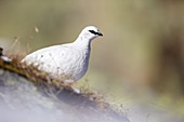 Frankreich, Haute-Savoie, Chamonix, Alpenschneehuhn (Lagopus muta)