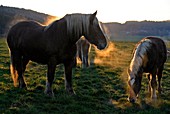 Frankreich, Doubs, Comtois Pferde auf der Wiese bei Sonnenuntergang