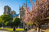 Frankreich, Paris, Stadtgebiet, UNESCO Weltkulturerbe, Ile de la Cite, Notre Dame und blühende Kirschbäume im Frühjahr