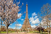 Frankreich, Paris, Stadtgebiet, UNESCO Weltkulturerbe, Champs de Mars, Eiffelturm im Frühjahr mit blühenden Kirschbäumen