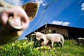 Frankreich, Savoie, Beaufortain-Tal, Beaufort sur Doron, Weide in Treicol, Berghütte Lavachey, Schweine, die mit Molke gefüttert werden