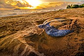 Französisch-Guayana, Cayenne, Strand von Gosselin, nistende weibliche Lederschildkröte (Dermochelys coriacea) am Morgen