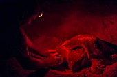 Französisch-Guayana, Cayenne, Strand von Remire-Montjoly Strand, Wissenschaftler implantiert weiblicher Oliv-Bastardschildkröte (Lepidochelys olivacea) beim nächtlichen Nisten einen Identifikations-Chip, die künstliche Beleuchtung im roten Spektrum ist das einzige den Wissenschaftlern erlaubte Licht, um das Tier nicht zu blenden und zu desorientieren