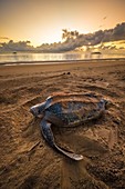France, Guiana, Cayenne, Rémire-Montjoly beach, female leatherback turtle (Dermochelys coriacea) nesting in the morning