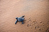 Französisch-Guayana, Cayenne, Strand von Remire-Montjoly, Oliv-Bastard-Jungschildkröte (Lepidochelys olivacea) beim Verlassen des Nests am frühen Morgen auf dem Weg zum Ozean