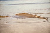 France, Guiana, Cayenne, Rémire-Montjoly beach, Stingray long nose ray (Dasyatis guttata) beached temporarily