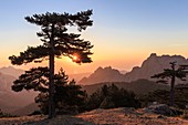 Frankreich, Corse-du-Sud, Alta Rocca, Quenza, Blick vom Bavella-Pass (1218m) an der Ostküste, das Massiv der Punta di Ferriate (1085m), Korsischer Schwarzkiefer (Pinus Nigra Corsicana)