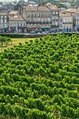France, Gironde, stage on the way of Santiago de Compostela, the Citadel, Fortifications of Vauban, UNESCO World Heritage Site, Echauguette vineyard seen from the ramparts