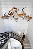 France, Charente-Maritime, La Rochelle, the Muséum d'histoire naturelle (natural history museum or museum Lafaille), stuffed antelope leaping above the main staircase
