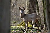 France, Doubs, Brognard, deer stag in the forest in spring