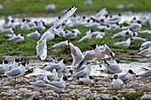 France, Somme, Somme Bay, Marquenterre park, black headed gull (Larus ridibundus), nesting space